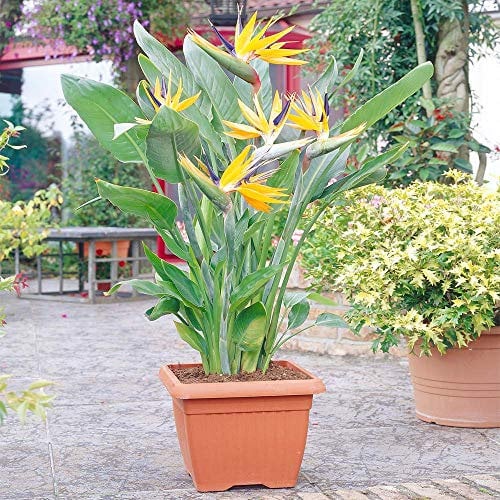 GardenersDream Strelitzia Indoor House Plant - Bird of Paradise Plant in Pot - Exotic African Tropical Indoor Flowering Plants for Home or Office - Great Gifts for Plant Lovers (40-50 cm)