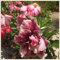 (Wüstenrose pflanze mix) - Desert rose plant - Adenium obesum pflanze - Adenium obesum wüstenrose - Wüstenrose pflanze kaufen-3zwiebeln-G