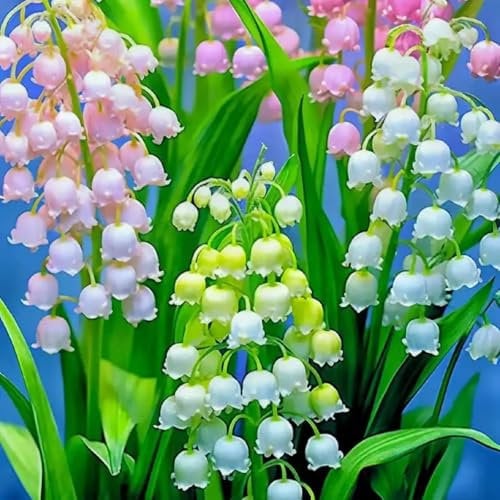 Lily of The Valley-Excellent Display,Lily of The Valley Plants UK,Hardy Perennial-J-10 Bulbs