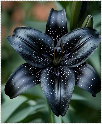 Duftende Lilien, Tigerlilie, Winterhart Mehrjährige Lilien rhizome, Orientalische Lilien, Seltene Lilie Bepflanzung im Innen-Außenbereich/anlocken-4 Rhizome-C
