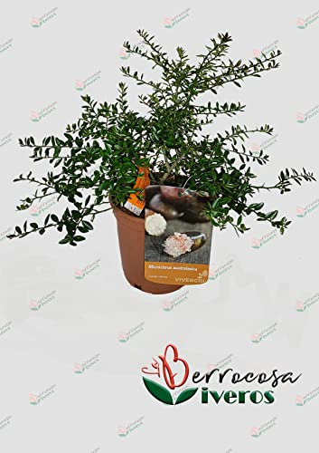 Caviar citrico Rosa en maceta Alt. aprox 35-40 cm