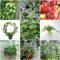 100 pcs efeu samen winterhart - praktische geschenke balkongarten Efeutute zimmerpflanze, zimmerpflanzen wenig lichtbedarf pflanzenkübel exotische zimmerpflanzen gartenarbeit robuste