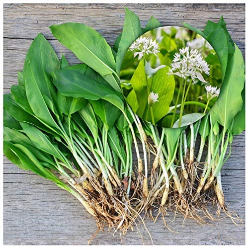 Woodland bulbs® 15 x Wild Garlic Bulbs - Allium Ursinum - UK Grown Freshly Lifted Bulbs - Ready for Planting Now UK - Spring Flowering Bulbs - Trusted UK Seller