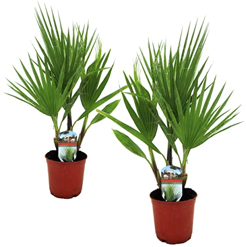 Plant in a Box - Washingtonia Robusta - Palmier Mexicain - Set de 2 - Pot 15cm - Hauteur 50-60cm