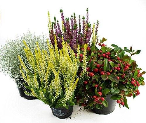 Herbst Blumen Set Nr.10 Calluna vulgaris Trios Milka, Stacheldraht, Scheinbeere & Besenheide gelb