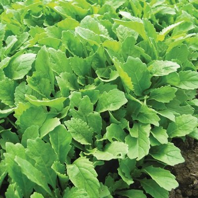 4 grammi Semi di Wasabi rucola