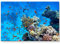 Paul Sinus Art Leinwandbilder | Bilder Leinwand 120x80cm Korallenriff mit exotischen Fischen