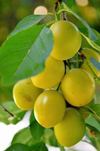 pianta di Prugna o Prugne albero di Prugna o Prugne varietà San Francesco in vaso Età 2 anni pianta vera di Prugna o Prugne venduta da eGarden.store
