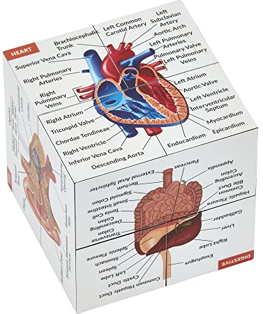Studienwürfel der menschlichen Anatomie IN ENGLISCH | Studieren Sie 9 Teile des menschlichen Körpers | Anatomie-Modellwürfel | Tolles Geschenk für Krankenschwestern, Zahnärzte, Medizinstudenten