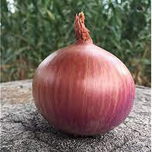 Germisem Zwiebel AMPOSTA Mehrfarbig