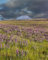 Erwachsenenpuzzle ab 14 Jahren, Lupinen, Blumen, Feld 70x50cm