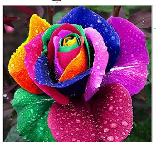 100 semi Rare Olanda Arcobaleno fiore della Rosa di Lover Multi-colore piante di giardino domestiche rare Semi Arcobaleno fiore della Rosa