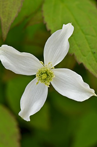 Clematis montana 'Wilsonii'