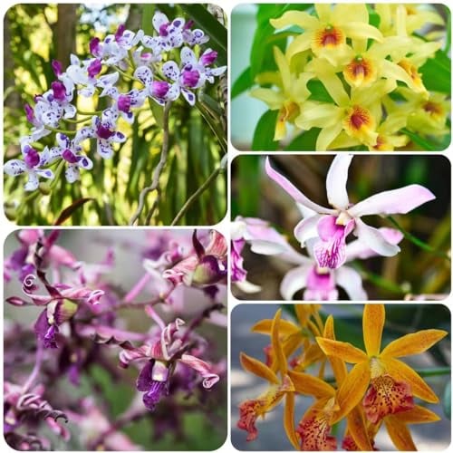 100 pcs Dendrobium samen - bonsai topf praktische geschenke wiesenblumen samen blumensamen orchideen orchidee,Dendrobium nobile bonsai samen blumendeko bienenfreundliche blumensamen