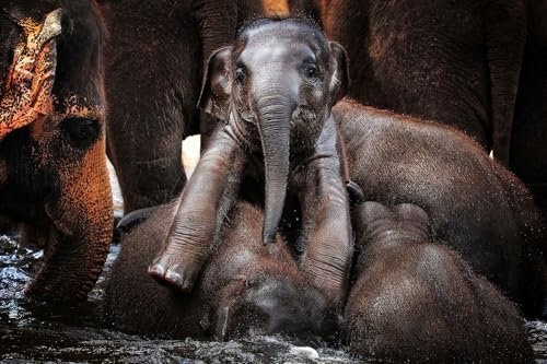 Hexoa Tableau éléphant Petit Prince - Made in France - Tableau Verre Acrylique 45x30