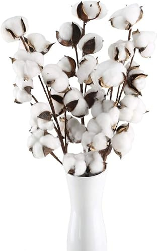 Minnhua 3PCS Baumwollzweig 10PCS Baumwollblumenköpfe Getrocknete Baumwolle Deko Zweige Trockenblumen Baumwollpflanze Kunstblumen Weiss Dekoblumen Getrocknete Blumen für DIY Vase Hochzeit Dekoration