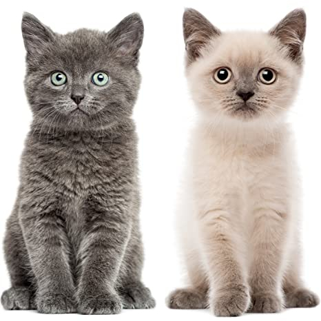 Katzen-Baby Fensterbild Set I lebensecht groß I beidseitig Bedruckt I Fenster-Aufkleber I statisch haftend I Vogel-Schutz I selbstklebend wiederablösbar I dv978