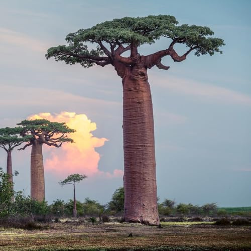 Baobab - Affenbrotbaum - balkongarten indoor topfpflanzen draußen winterhart gartendeko für draußen gartenpflanzen dekoration wohnzimmer alte sorten zimmergewächshaus garten deko 30samen