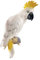 Design Toscano Citron Cockatoo Bird Tropical Decor Wall Sculpture, 35.5 cm, Polyresin, Full Colour