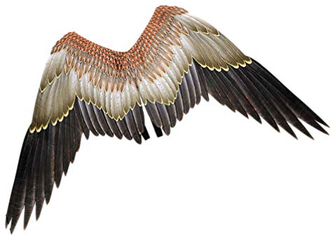 STOBOK Adlerflügel Vogel Kostüm Flügel Karneval Performance Requisite für Erwachsene Jungen Mädchen Neujahrsbühne Tier Verkleiden Sich 43. 23X27. 51 Zoll