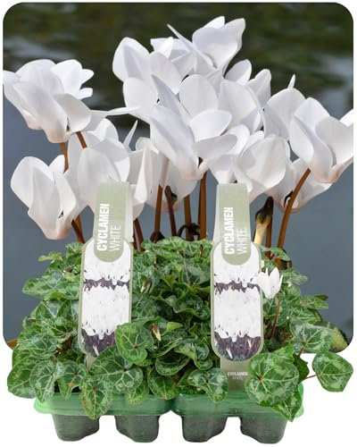Garden Ready Plants White Cyclamen - Plants By Post 12 Plants. Easy to Plant Indoors As Houseplants, Outside As Border Bedding Or in Containers. Arrives Safely Packaged. Plant Now for Instant Colour