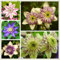 Clematis Bulbs/Mysterious Surprise Gift BMany Design elegante fresco decorazione-6 lampadine