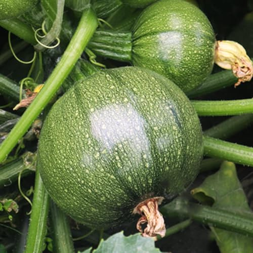 TomorrowSeeds - Round Zucchini Seeds - 90+ Count - for 2026 Planting Eight 8 Ball Ronde Rondini Summer Squash Patty Pan Courgette Bush Garden Vegetable Grow Your Own Home Farm Patio Healthy