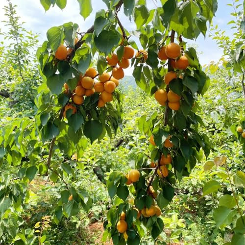 30 piezas Albaricoquero resistente Semillas resistentes a frutos columnares., Prunus armeniaca, plantas para jardin semillas organicas Regalos sostenibles de plantas resistentes.