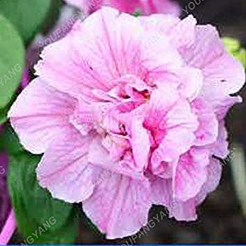 Kaki foncé: 100pcs Bonsai Petunia pétales Graines couleurs mélangées Double Petunia Hybrid Seeds avec pack professionnel jardin décoration florale kaki foncé PAR FARMERLY