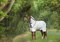 Horseware Rambo Natura Rug 0g - White/Navy