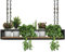 Deckenregal Hängend Küche Decken-Hängeregal, schwimmendes Lagerregal für Pflanzen, Blumen, Eisendekoration, Regale für Küchenbar, Innenbalkon, Wand-Präsentationsregal, mit Leitplanke (Size : 140x25x1