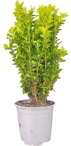 Buxus Sempervirens Planta Arbustiva Natural Ideal para Crear Cercados y Paisajes Naturales