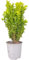 Buxus Sempervirens Planta Arbustiva Natural Ideal para Crear Cercados y Paisajes Naturales