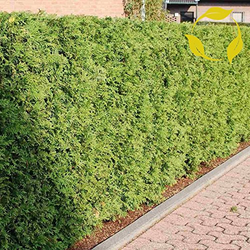 Nordweiße Zeder Thuja Occidentalis – 250 + Semi