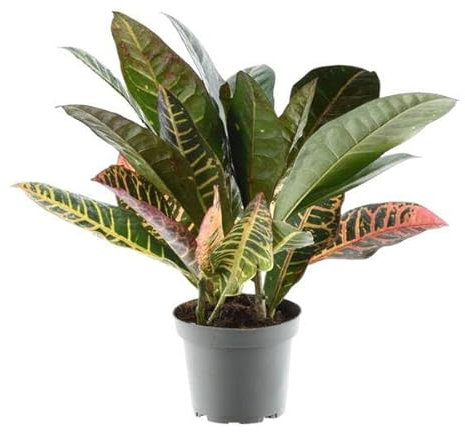 Codiaeum variegatum 'Petra' – Wunderstrauch – Buntblättrige Zimmerpflanze – Exotische Dekopflanze – Pflegeleicht – 30cm – Ø12cm
