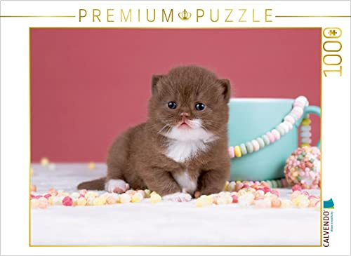 CALVENDO Puzzle EIN Motiv aus dem Kalender Katzenkinder - Britisch Kurzhaar | 1000 Teile Lege-Größe 64 x 48 cm Foto-Puzzle für glückliche Stunden
