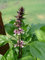 250 Thai Heiliges Basilikum Tulsi Ocimum sanctum Tenuiflorum Herb Blumensamen