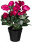 Fuchs seit 1895 Künstliches Alpenveilchen 30 cm im Kunststofftopf in versch. Farben, Farbe:Fuchsia