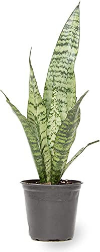 Black Coral Sansevieria Trifasciata Natural Planta Serpiente Decorativa de Interior y exterior en maceta de 8.5cm