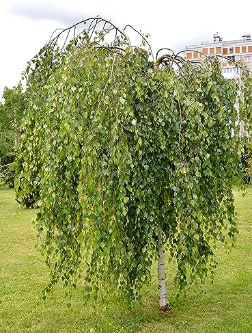 3st. Hochstamm Trauerbirke ‘Youngii’ Stammhöhe 120-140cm Betula pendula