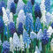 Bulbi di giacinto-Piante di giacinto-Muscari-piccoli e carini-La scelta migliore per la decorazione del balcone e la piantagione del giardino-d-6 bulbi