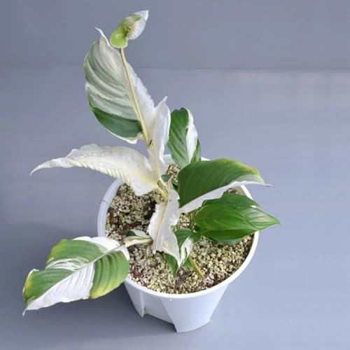 Semi di giglio pace, pianta da appartamento piante d'appartamento che purificano l'aria Spathiphyllum kochii, piante da ufficio balcone esotiche vecchie varietà resistenti per il 50pcs