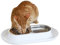 Hepper NomNom - Spill Proof Elevated Cat Bowls for Food and Water - Whisker Relief Cat Bowl + Raised Cat Food Bowls: a Safe Cat Dish for Messy Cats - Stainless Steel Cat Bowl Station