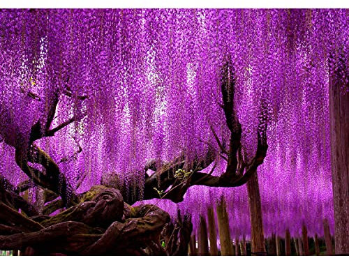 Runa Art Fototapete Baum Wald 352 x 250 cm Vlies Tapeten XXL Moderne Wandtapete Wohnzimmer Schlafzimmer Violett 9043011b