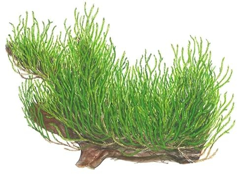 Flammenmoos/Taxiphyllum Spec. Flame - in vitro