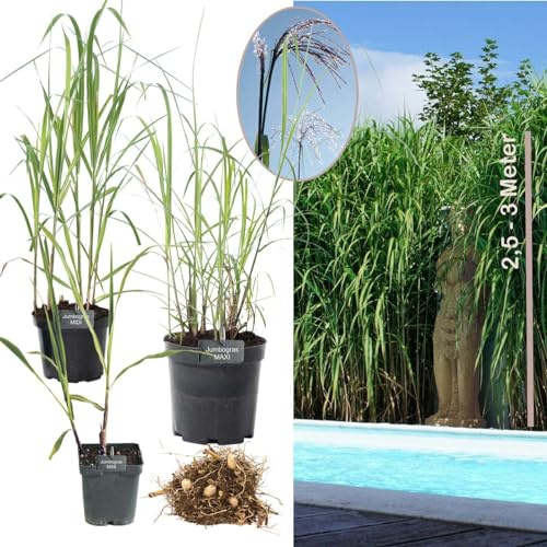 5 x Jumbogras® Pflanzballen, Elefantengras 'Miscanthus x giganteus', Sichtschutz, schnellwüchsige Gräserhecke, Solitärgras, Gräser-Beet (Größe MAXI)