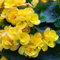10 pcs eisbegonien samen begonia, blumen pflanzen, balkon beet begonie samen samen balkon, pflanzen winterhart blumen, pflanze alte sorten saatgut, geschenk gartenliebhaber garten