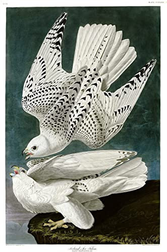 RZHRHJES Kunstwerk Bilder Leinwand Kunst Gemälde Leinwand Malerei Poster Gyrfalcon falco rusticolus Kupferstich von john audubon Leinwand Wandbild für Heimdekoration 60x90cm