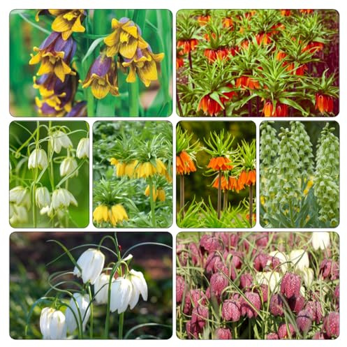kaiserkronenknollen kaiserkrone - topfpflanzen bonsai topf zimmerpflanze pflanztopf winterharte kübelpflanzen blumenzwiebeln mehrjährig winterhart blumendeko dekopflanzen 16zwiebeln