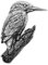 Silver Pewter Eisvogel Anstecker Abzeichen (Englisch Brosche in Geschenk Beutel)